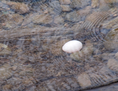 [White, round object completely under water amid stones.]