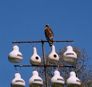 [Hawk sitting on perch.]