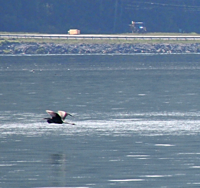 [The heron flies about three feet above the water's surface with its wings in a vee above its body. A faint reflection of the bird is visible on the water's surface. On the far side of the lake the rocky hillside meets the guardrail for the road.]