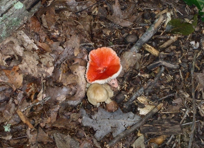 [Inverted orange mushroom.]