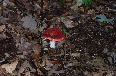 [Orange-capped mushroom with white stem.]