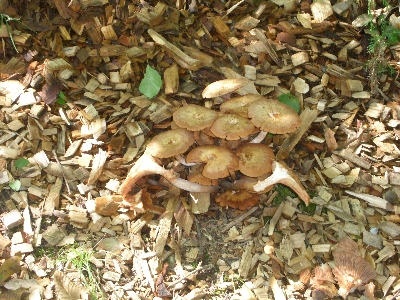 [Group of medium-sized light brown mushrooms.]