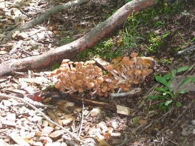 [A large clump of small-sized mushrooms.]