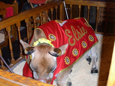 [Cow sitting in a wooden pen with a yellow flowered ring around its neck and a blanket across its back with the name Elsie on it and Bordon cow images scattered across it.]