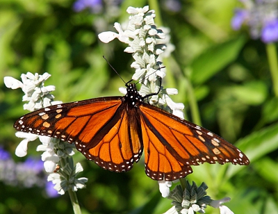 [A view of the entire wing expanse of a monarch butterfly on a stalk of small white flowers. The furriness of part of the body is evident.]