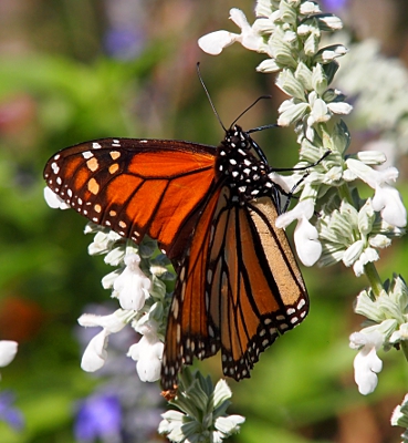 [Close up side view of a monarch butterfly on a stem of small white flowers.]