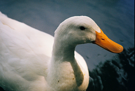 [Close up of a goose's head.]