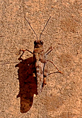 [Large-eyed insect with long antennae nearly perfectly blending into the sandstone rock beneath it.]