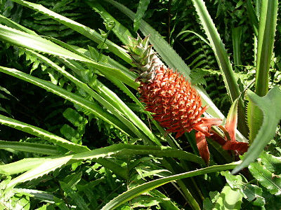 [A pineapple with an orange surface and a green top is attached to the plant at a 45 degree angle. The plant has many very, very, very long thin leaves with serrated edges which look just as prickly as the surface of the pineapple.]