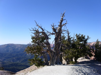 [Artistic-looking cedar tree on Ramparts Trail.]