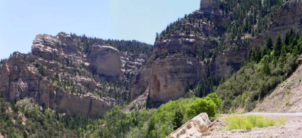 [Two photos stitched together displaying pine trees on a rocky surface.]