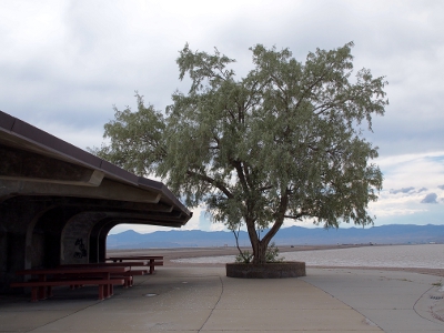 [Tall, globe-shaped tree growing in a raised bed sitting atop the cement at the rest stop. It overhags the picnic shelter roof.]