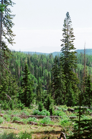 [This is a well-tree'd area along the path. One evergreen is literally twice as tall as the other trees around it.]