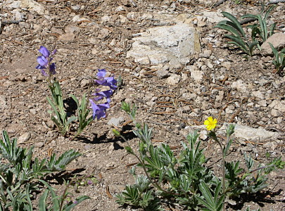 [Plant with four purple blooms and a plant with one yellow bloom.]