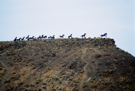 [Wild Horses Monument near I-90 exit 137.]