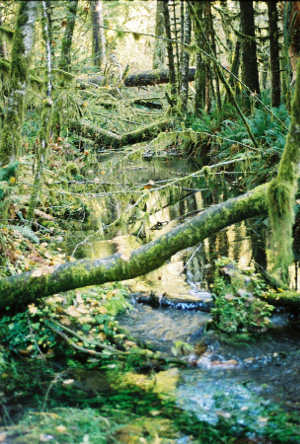 [Hoh Rainforest - Taft creek.]