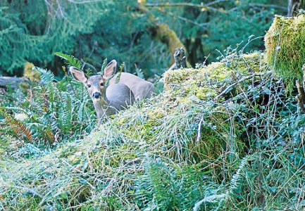 [Hoh Rainforest deer looking at me.]