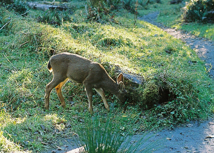 [Hoh Rainforest - deer eating.]