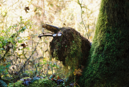 [Hoh Rainforest - tree formation on which someone put eyeglasses since it does resemble a head of a bird or donkey (depending upon your sense of imagination).]