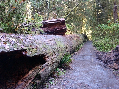 [Tree at edge of campground.]