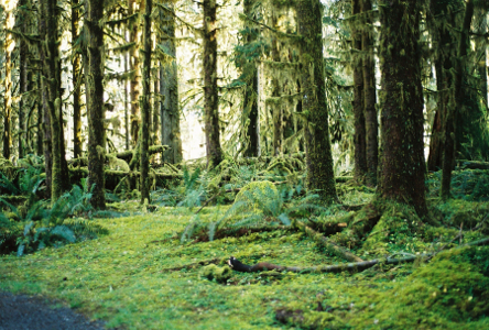 [Hoh Rainforest - moss on ground.]