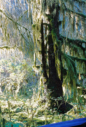 [Tree at edge of campground.]