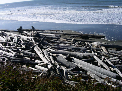 [Kalaloch Beach - Lots of drift logs.]