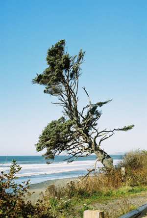 [Tree at edge of campground.]