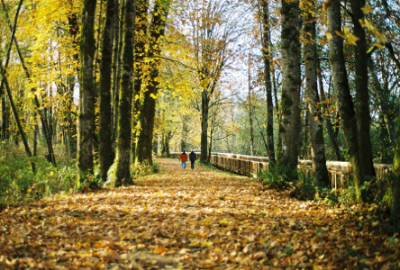 [A walkway with very tall leaves has two people in the distance in the middle of the completely leaf-covered path.]