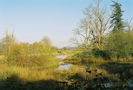 [Meandering waterway  with tall grasses around the edges partially obscuring the water. There are several leafless trees and an evergreen on the far side.]