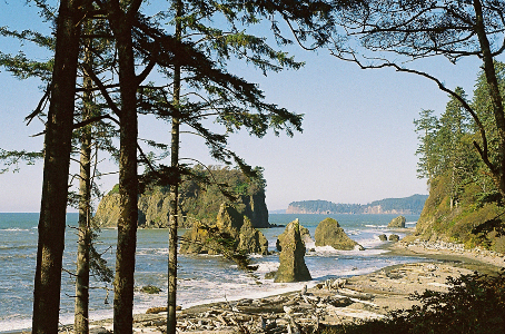 [Ruby Beach looking through trees toward beach.]