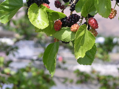 [Pink and black berries hanging from tree.]