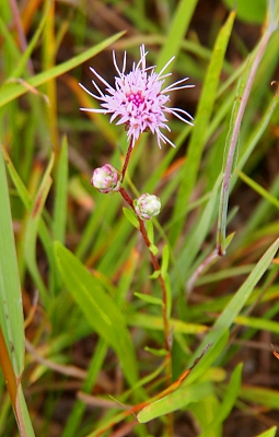 [Small, light-purple bloom with many spiny-like petals radiating from it.]