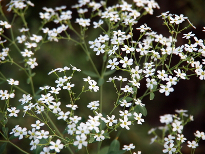 [Dozens of small, five-petaled white flowers on delicate green stems.]