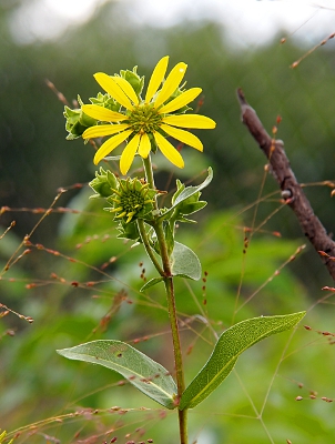 [One flower with yellow petals radiating from a green center with other greed buds behind and below it on the same stem.]