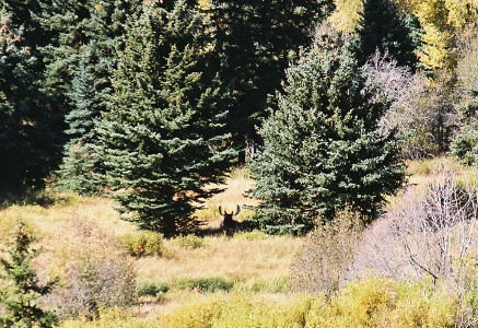 [Between two large evergreens sitting on the grass is a large-antlered animal.]