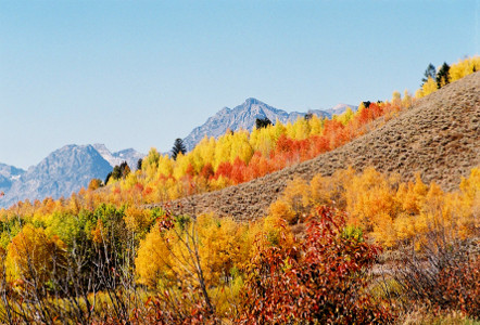 [Fall foilage on trees on hillside in Grand Teton National Park.]