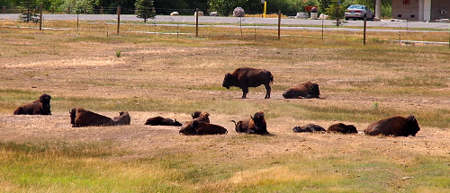 [Eleven of twelve bison lay in a field. There is one standing giving a perfect side profile of the animal. In the background is a fence and then the parking lot.]