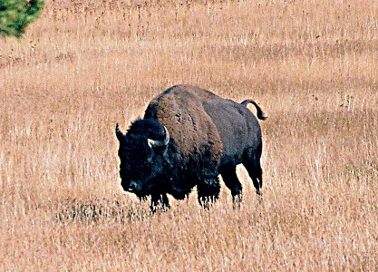 [Side front view of a bison with thicker brown fur on the front half of its body walking through the tan knee-high grasses.]