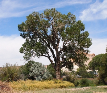 [This lone tree is three times as high as its neighboring vegetation. The middle of the sky behind it is white with thin cloud cover while the top is mostly blue with some wisps of white.]